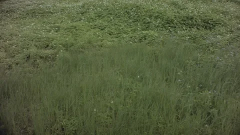 Horizontal pane view of tropical long green grass and weed Stock Footage 179507473