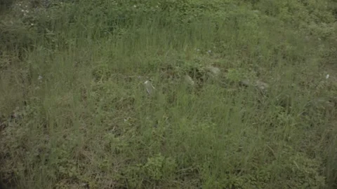 Horizontal pane view of tropical long green grass and weed Stock Footage 179507642