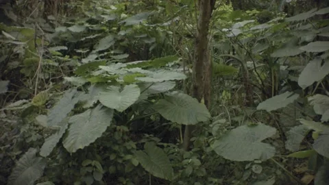 Horizontal pane view of variation of tropical plant forest Stock Footage 179506456