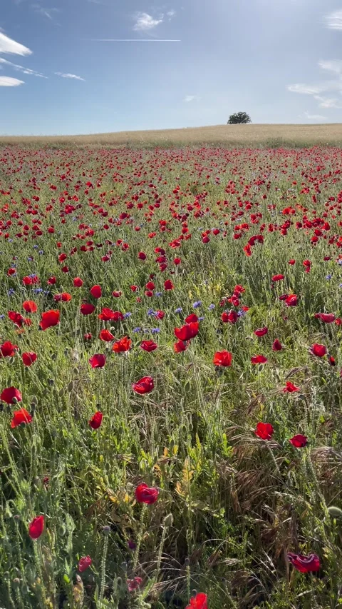 Horizontal panning in a field full of red poppies and blue wildflowers Stock Footage 278549105