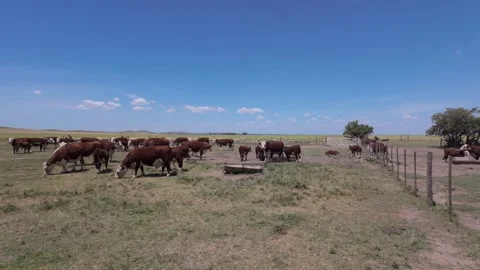 Horizontal panning of a field with a group of Polled Hereford cows grazing,.. Stock Footage 301406660