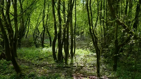 Horizontal panning shot of a jungle with backlit trees Video stock 132345675