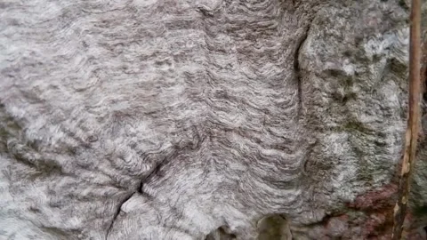 Horizontal panning shot of unique wavy tree bark texture. Stock Footage 343869148