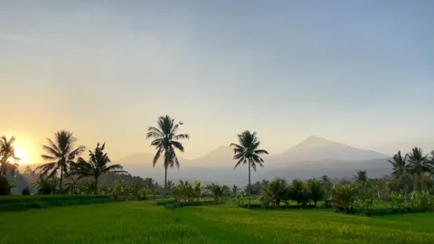 Horizontal Panning Sunrise Over Green Rice Fields in Bali Vidéo 343201448