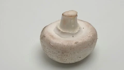 Horizontal panorama of champignon on a white background. 動画素材 266008866