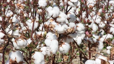 Horizontal panorama of the cotton field Video stock 55904345