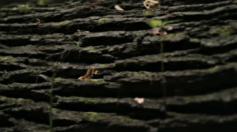 HORIZONTAL PANORAMA OF THE OLD OAK'S LOG Stock Footage 68755714