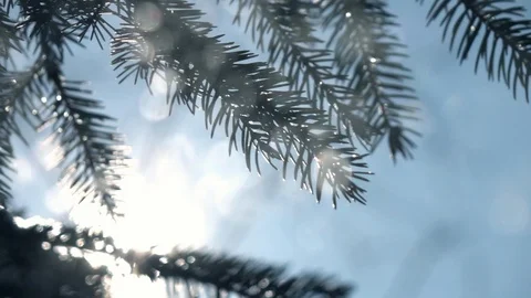 Horizontal panorama of sunny defocused snowfall and fir branches Stock Footage 87871829