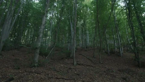 Horizontal panorama through the beech forest looking trying to notice a poss Stock Footage 148341412