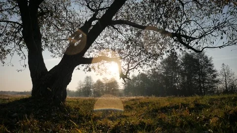Horizontal panorama. Tree at dawn. Dew drop dropped on the lens. Stock-Footage 99913914
