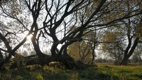 Horizontal panorama. Tree at dawn. Video stock 99914388