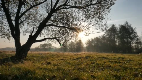 Horizontal panorama. Trees at dawn. Stock Footage 100013673