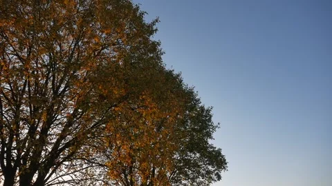 Horizontal panorama. Trees at sunset. Crane shot. Crown trees. Stock Footage 100754519