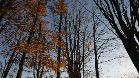 Horizontal panorama. Trees at sunset. Crane shot. Crown trees. Autumn. Stock Footage 100868519
