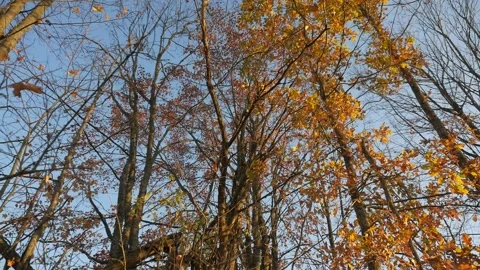 Horizontal panorama. Trees at sunset. Crane shot. Crown trees. Autumn. Stock Footage 100868676