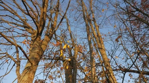Horizontal panorama. Trees at sunset. Crane shot. Crown trees. Stock Footage 100868702