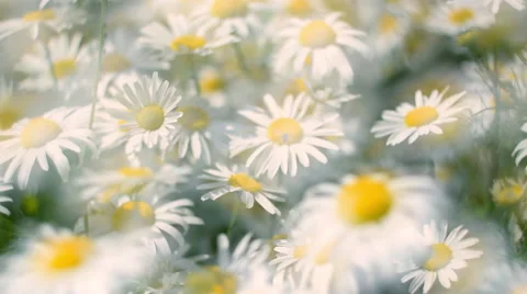 Horizontal panoramic view of camomile flowers with glary effect in slow motion Видео 60043842