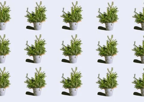 Horizontal pattern with potted Christmas tree Stock Photos