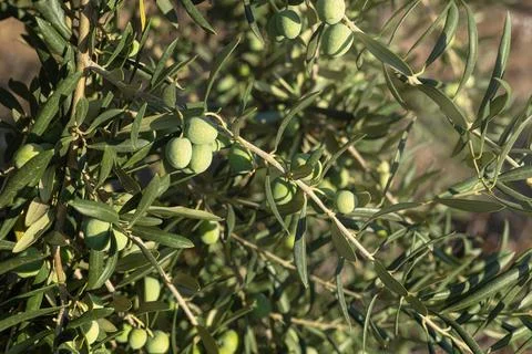 Horizontal photo of an olive tree full of olives Stock Photos