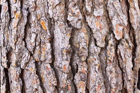 Horizontal pine texture Stock Photos