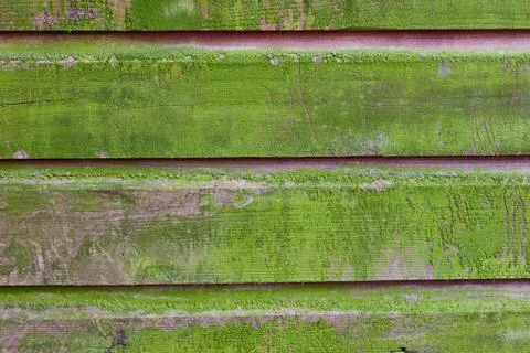 Horizontal plank wall with green mold Stock Photos