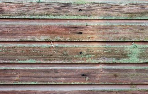 Horizontal plank wall with green mold Stock Photos