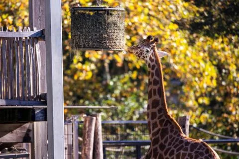 A horizontal portrait of a giraffe or camelopardalis giraffa eating hay or .. Stock Photos