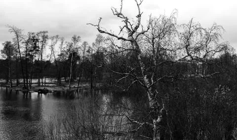 Horizontal right aligned dramatic tree background backdrop Stock Photos