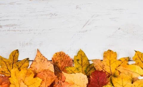 Horizontal row of  diffeent  rusty leaves  on white timber . Stock Photos