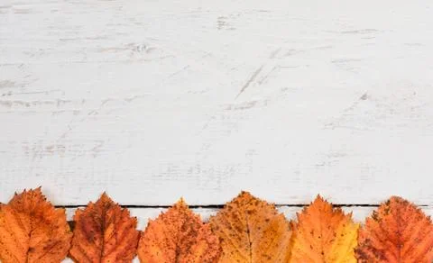 Horizontal row   of   rusty  orange  leaves  on white timber . Stock Photos