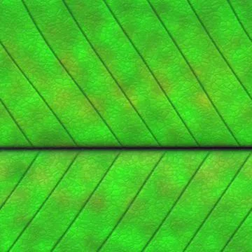 Horizontal seamless  pattern of  leaf structure Stock Illustration