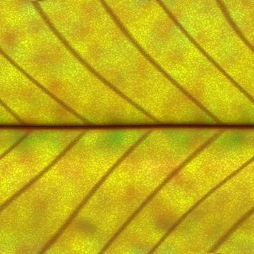 Horizontal seamless  pattern of  leaf structure Stock Illustration