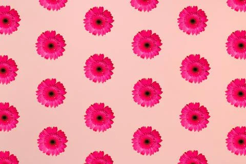 Horizontal seamless pattern of pink fresh gerbera flowers against a pastel pink Stock Photos