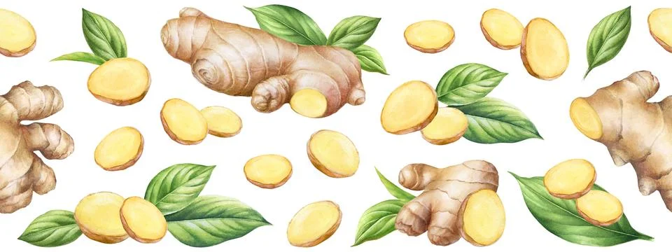 Horizontal seamless pattern with watercolor ginger roots with slices Stock Illustration