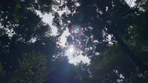 Horizontal Shot of Backlit Tree Branches and Bright Sunburst Sky Backdrop. Stock Footage 344805484