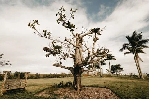 Horizontal shot of a big tree in a park with a wooden swing on the side Fotos de archivo