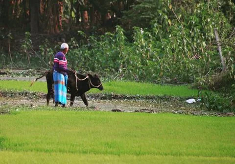 Horizontal shot of an elder man with a brown cow on a background of a park Fotos Stock
