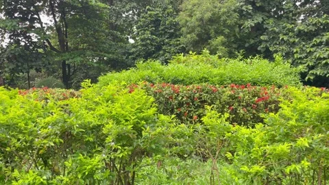 Horizontal Shot of Fresh Decorative Bush Beds and Lush Forest Background Stock Footage 344806554