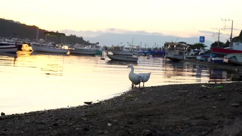 Horizontal Shot of Geese on the Beach at Sunset Stockbeeldmateriaal 328093751