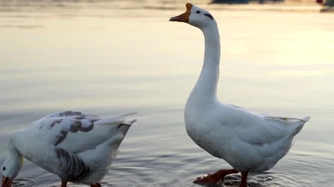 Horizontal Shot of Geese Drinking Water at Sunset. Stock Footage 328093699