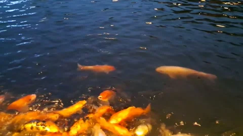 Horizontal Shot of Koi Fish Swarming in Dark Water Pond Stock-Footage 336435846