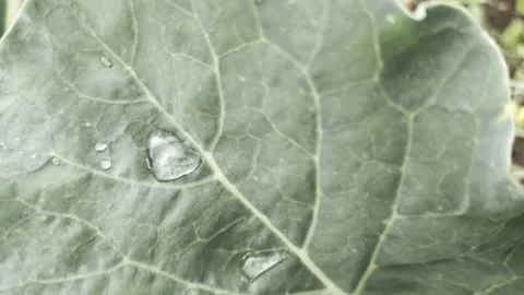 Horizontal shot of large raindrops resting on the waxy surface of a cabbage leaf Stock Footage 347580205