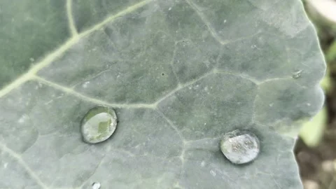 Horizontal shot of large raindrops resting on the waxy surface of a cabbage leaf 動画素材 347580222