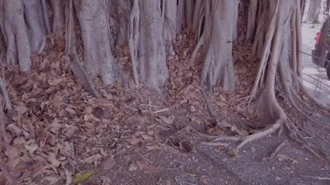Horizontal Shot Multiple Banyan Trees early morning sun in St. Petersburg, FL Mi Stock Footage 268773935