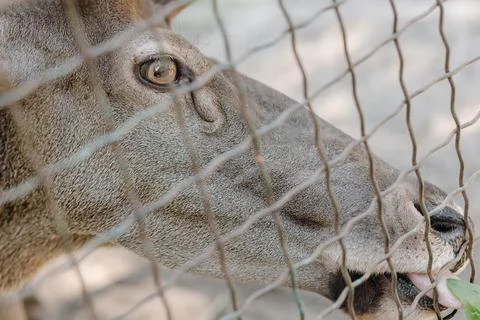 Horizontal shot of the muzzle of a spotted deer eating grass. Close up Stock Photos