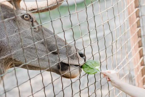Horizontal shot of the muzzle of a spotted deer being fed grass by a girl Stock Photos