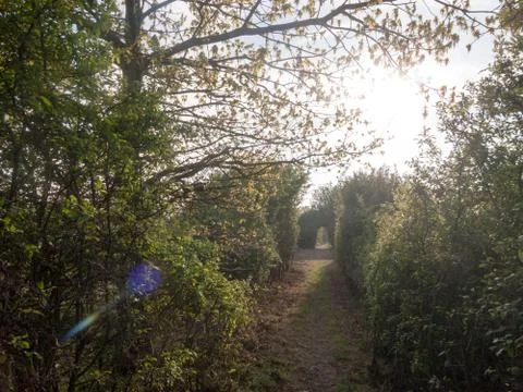 Horizontal shot pathway through a meadow with tree archway wonderful journe.. Stock Photos