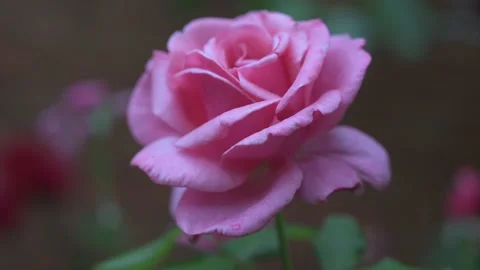 A horizontal shot of a pink garden rose surrounded by greenery under the sun Stock Footage 133241663