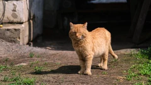 Horizontal shot of a red fluffy cat blissfully basking in the sun and squinting Stock Photos