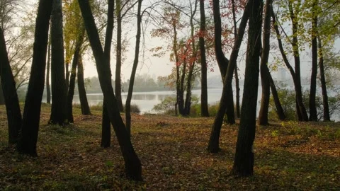 A horizontal shot of a river seen through a silhouette of dark tree trunks .. Video stock 341316635